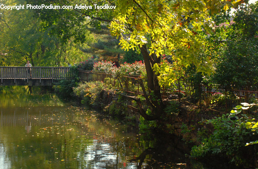 Outdoors, Pond, Water, Garden, Forest, Jungle, Rainforest