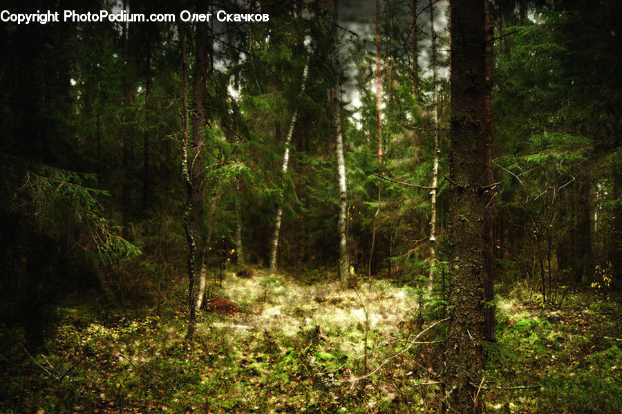 Forest, Vegetation, Plant, Potted Plant, Jungle, Rainforest, Grove