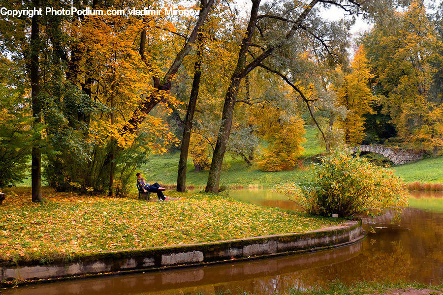 Park, Canal, Outdoors, River, Water, Pond, Forest