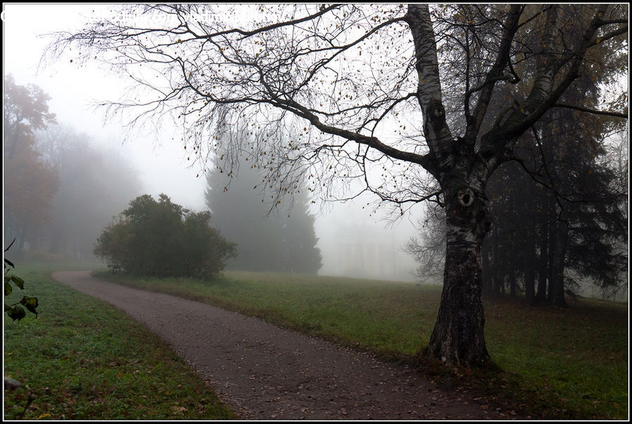 Dirt Road, Gravel, Road, Fog, Mist, Outdoors, Plant