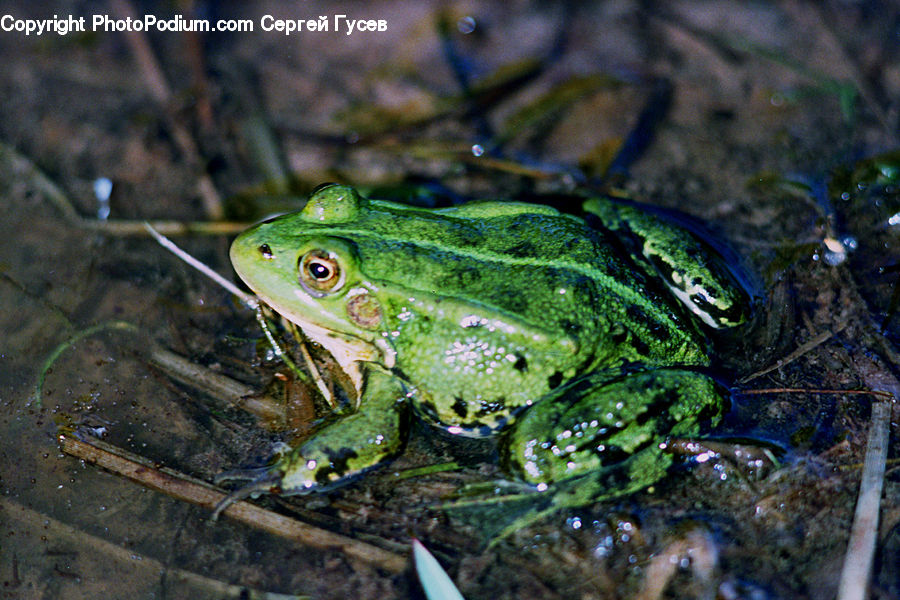 Amphibian, Frog, Wildlife, Hole, Algae, Moss, Plant