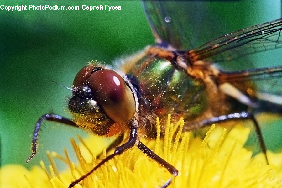 Asilidae, Insect, Apidae, Bee, Bumblebee, Andrena, Invertebrate