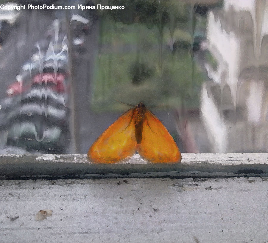 Butterfly, Insect, Invertebrate, Moth, Outdoors, Sea, Sea Waves