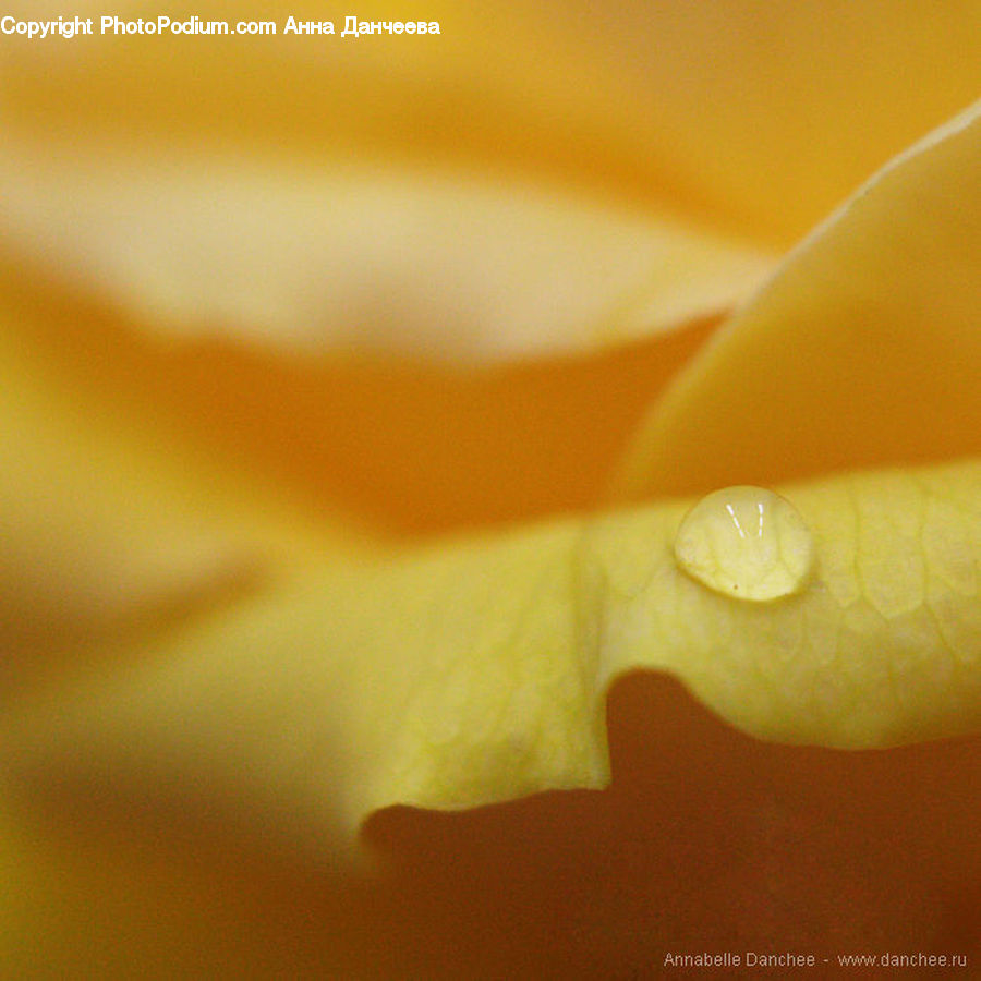 Light, Blossom, Flora, Flower, Plant