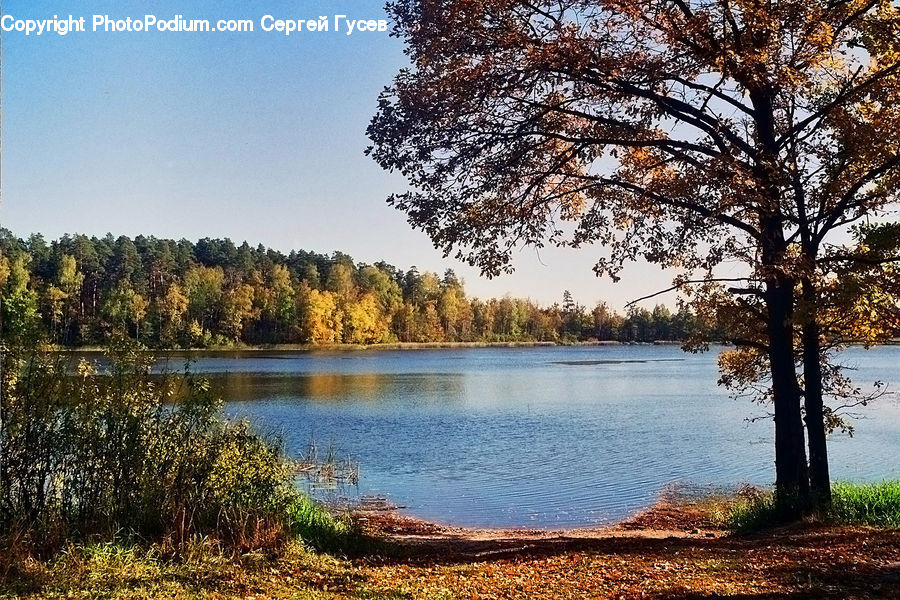 Conifer, Fir, Plant, Tree, Outdoors, Pond, Water