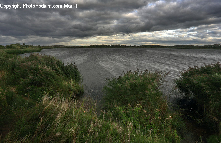 Grass, Plant, Reed, Algae, Field, Grassland, Land