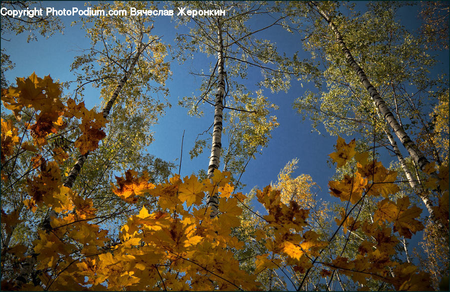 Birch, Tree, Wood, Conifer, Larch, Fir, Plant