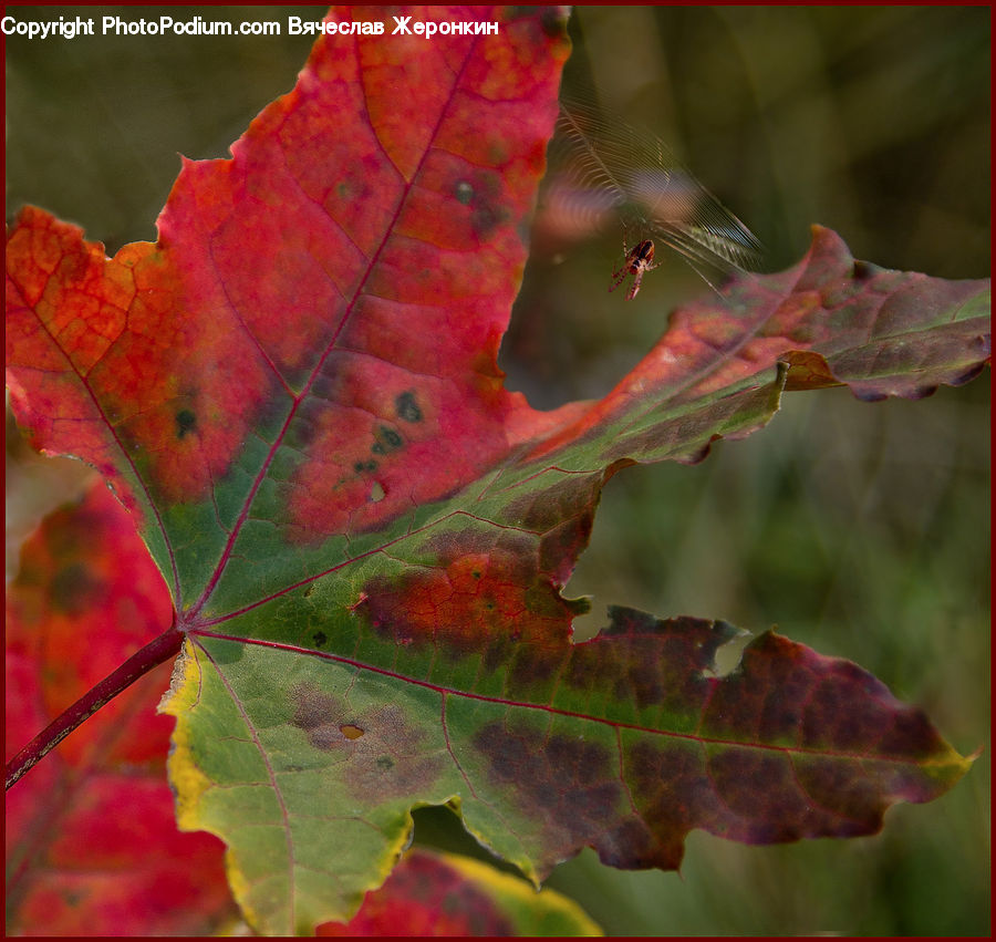 Maple, Tree, Wood, Maple Leaf, Plant, Blossom, Flora
