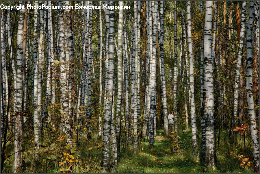 Birch, Tree, Wood, Forest, Vegetation