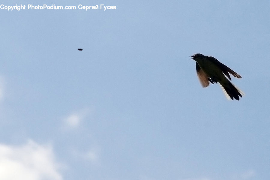 Bird, Swallow, Blackbird, Crow, Magpie, Flying