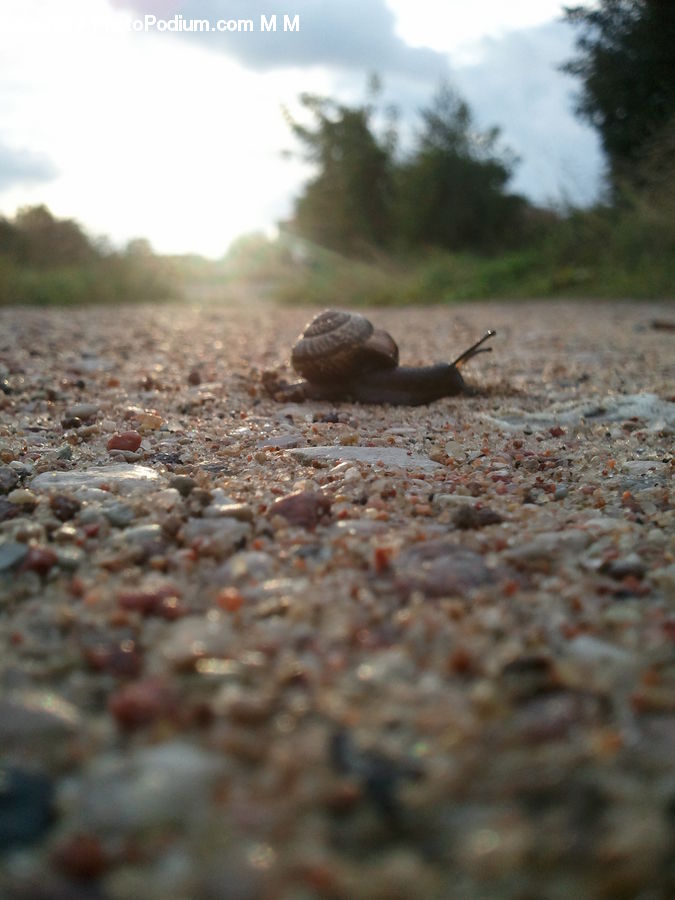 Invertebrate, Slug, Box Turtle, Reptile, Tortoise, Turtle, Crawling