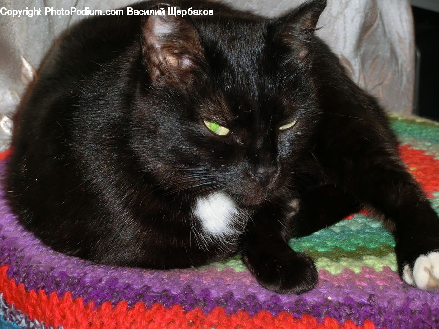 Animal, Cat, Mammal, Manx, Pet, Blanket, Home Decor