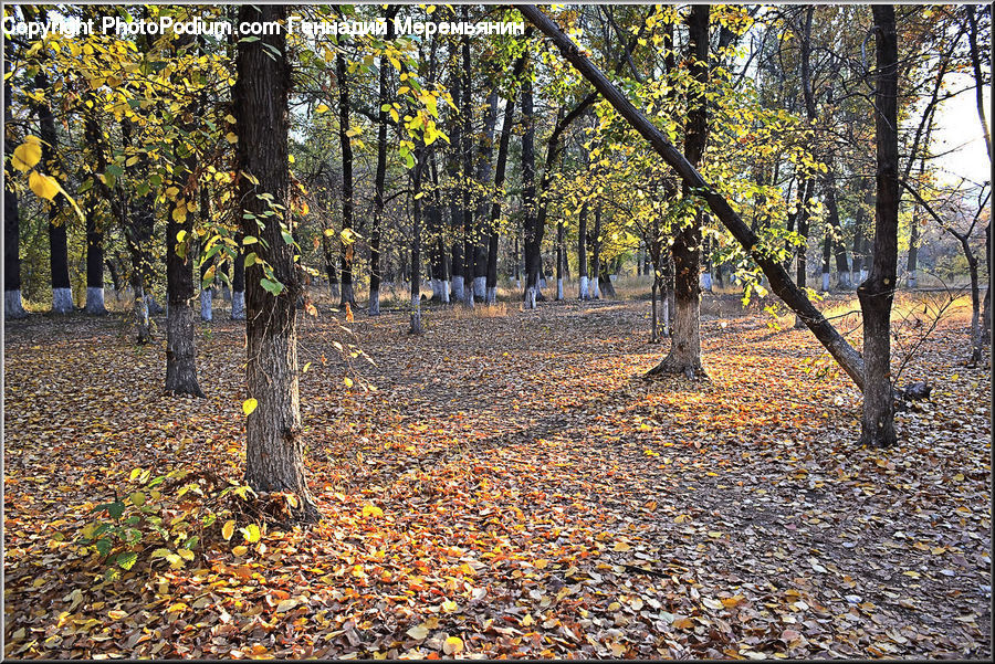 Oak, Tree, Wood, Birch, Forest, Vegetation, Plant