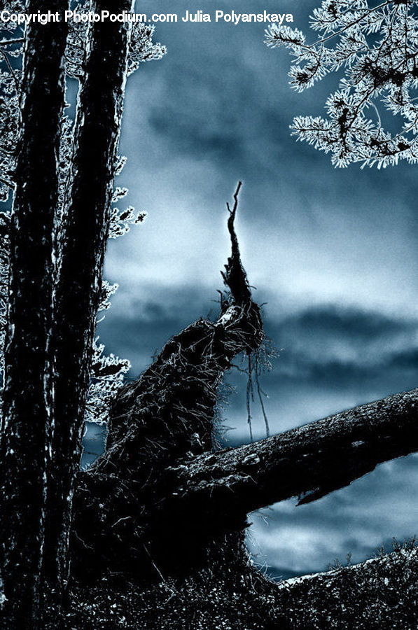 Frost, Ice, Outdoors, Snow, Conifer, Fir, Plant