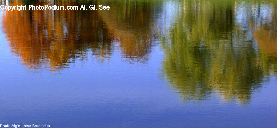Water, Field, Grass, Grassland, Plant, Blossom, Flora