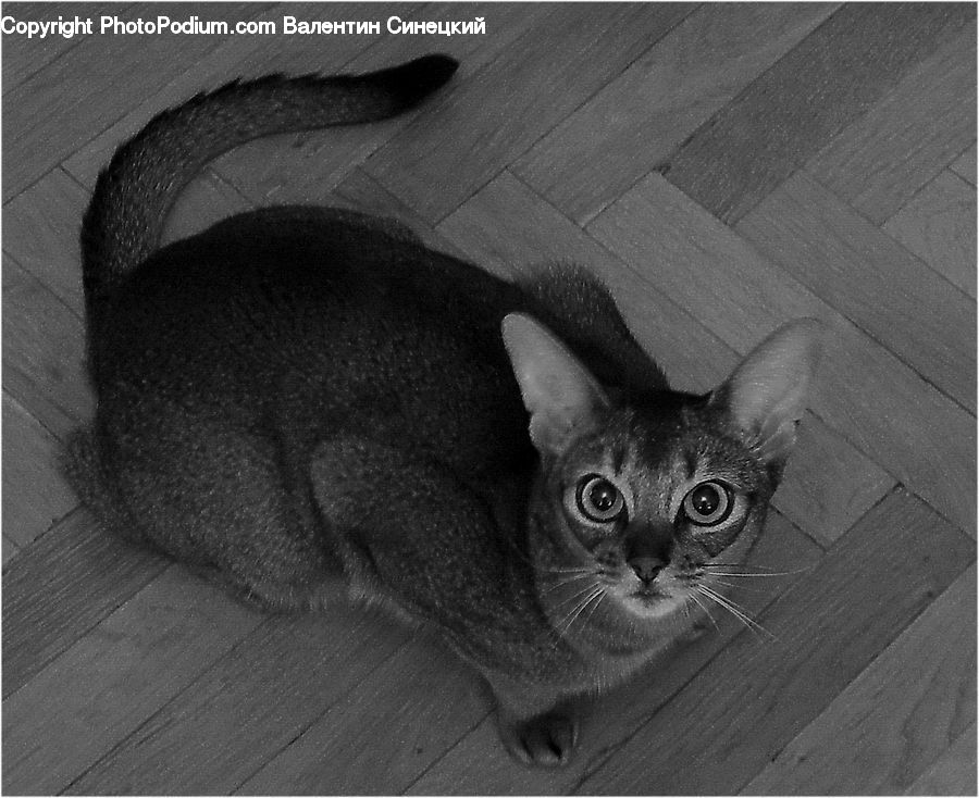 Abyssinian, Animal, Cat, Mammal, Pet, Adorable, Siamese