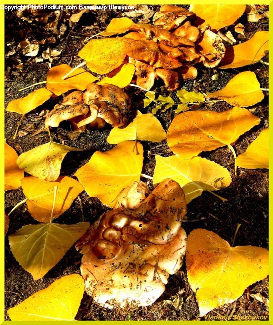 Collage, Poster, Agaric, Amanita, Fungus, Mushroom, Plant
