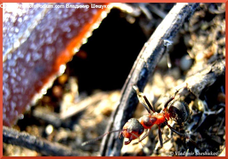 Bee, Hornet, Insect, Invertebrate, Wasp, Ant, Cockroach