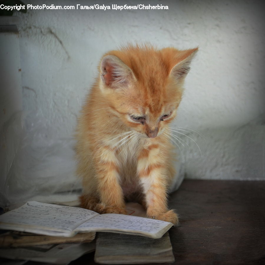 Animal, Cat, Kitten, Mammal, Pet, Manx, Abyssinian
