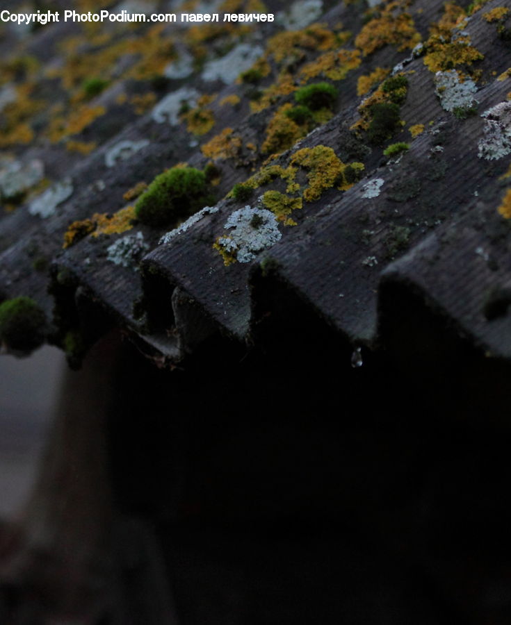 Moss, Plant, Algae, Pavement, Path, Road, Walkway
