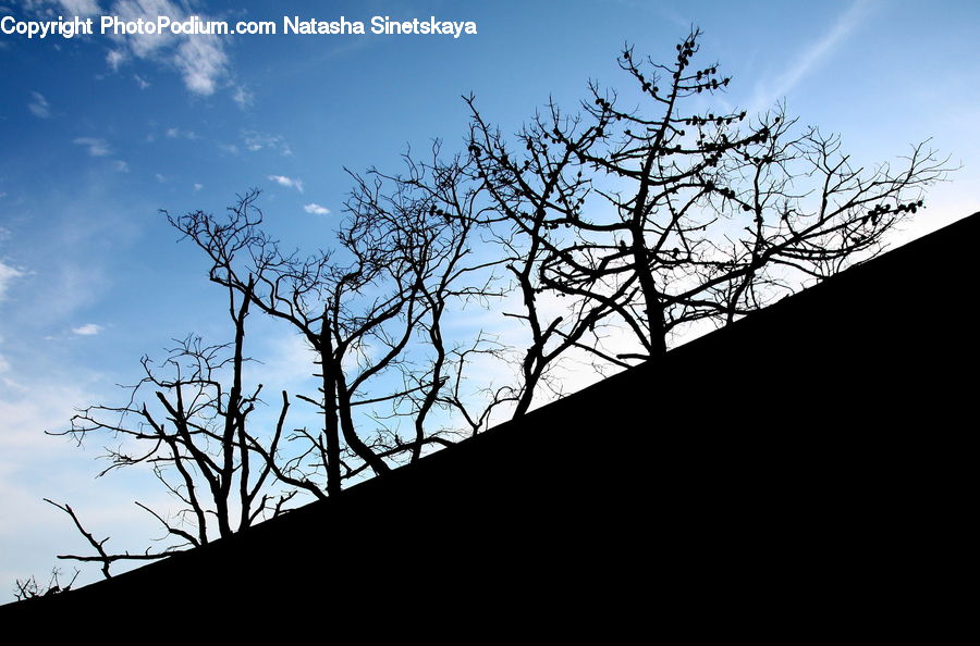 Plant, Tree, Silhouette