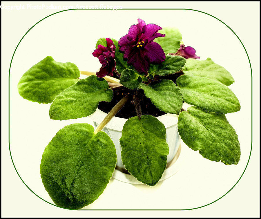 Blossom, Flora, Flower, Geranium, Plant, Herbal, Herbs