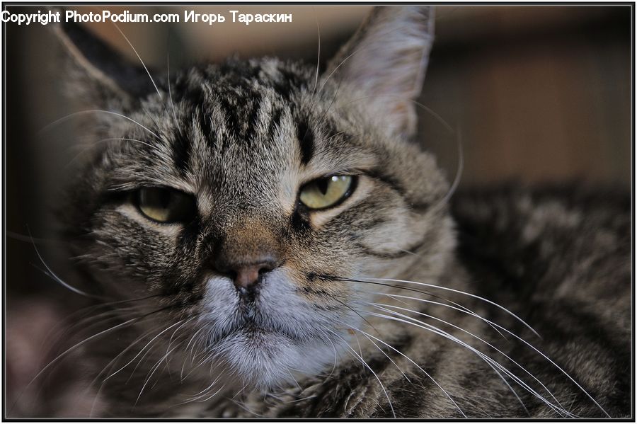 Animal, Cat, Mammal, Pet, Abyssinian