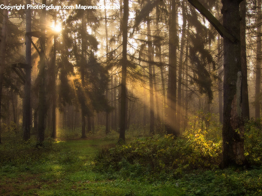 Flare, Light, Sunlight, Forest, Vegetation, Plant, Tree
