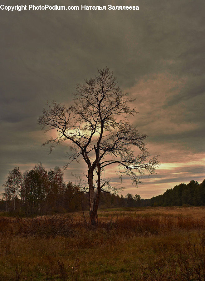 Plant, Tree, Oak, Wood, Field, Grass, Grassland
