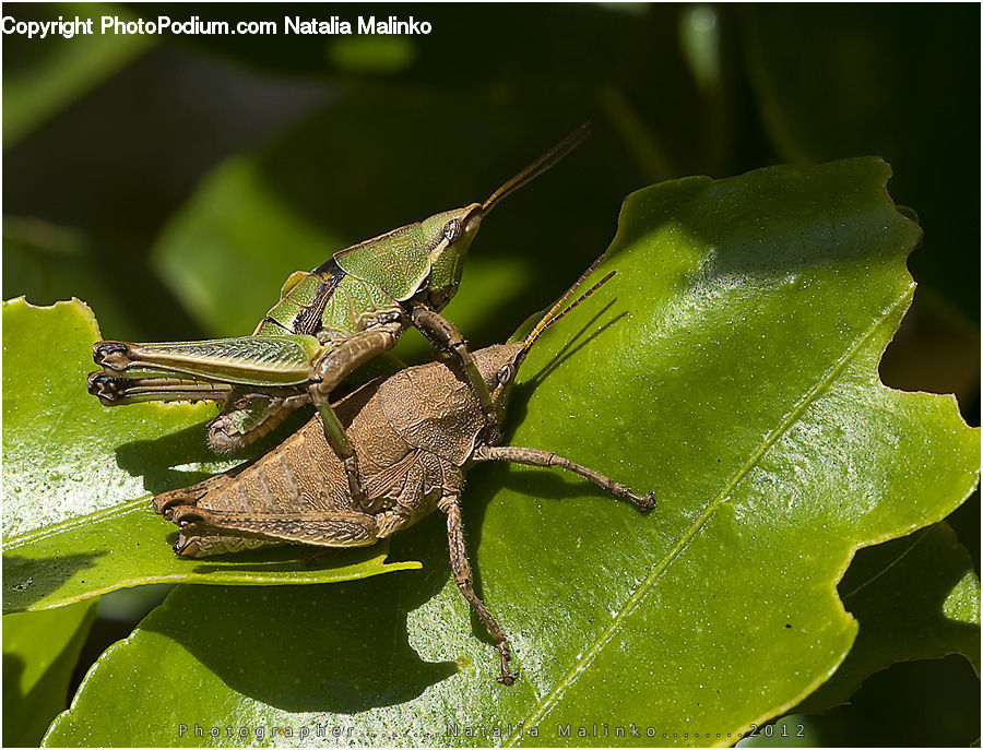 Cricket Insect, Grasshopper, Insect, Invertebrate, Blossom, Flora, Flower