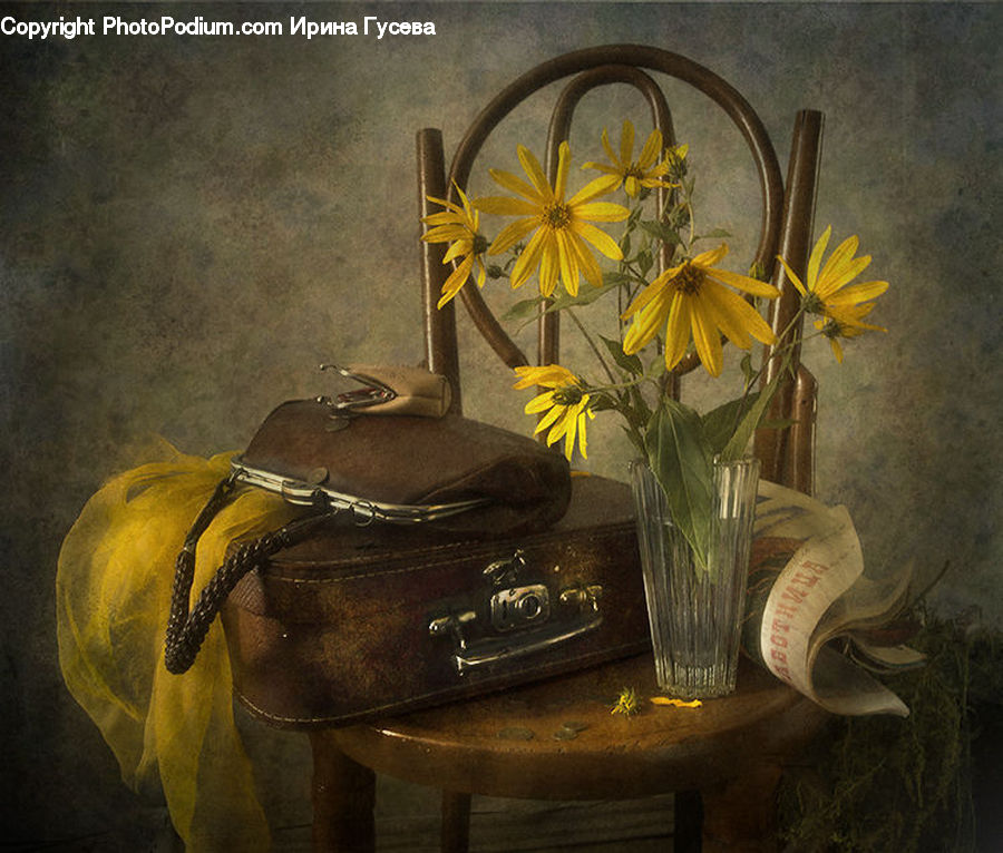 Plant, Potted Plant, Blossom, Daffodil, Flora, Flower, Jar