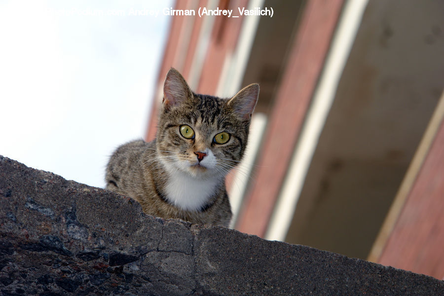 Animal, Cat, Mammal, Pet, Abyssinian, Manx, Kitten