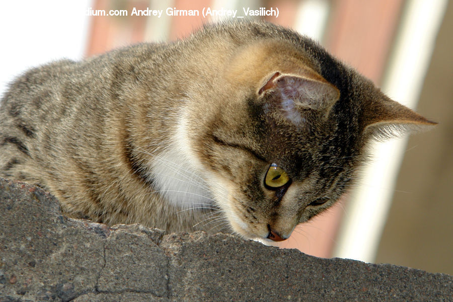 Abyssinian, Animal, Cat, Mammal, Pet