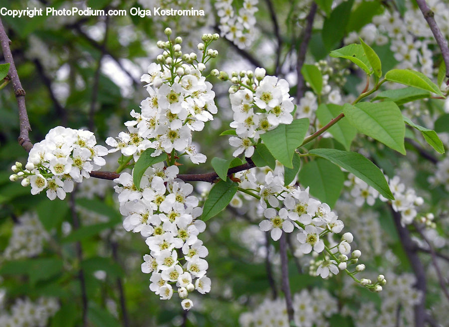 Blossom, Flora, Flower, Plant, Cherry Blossom