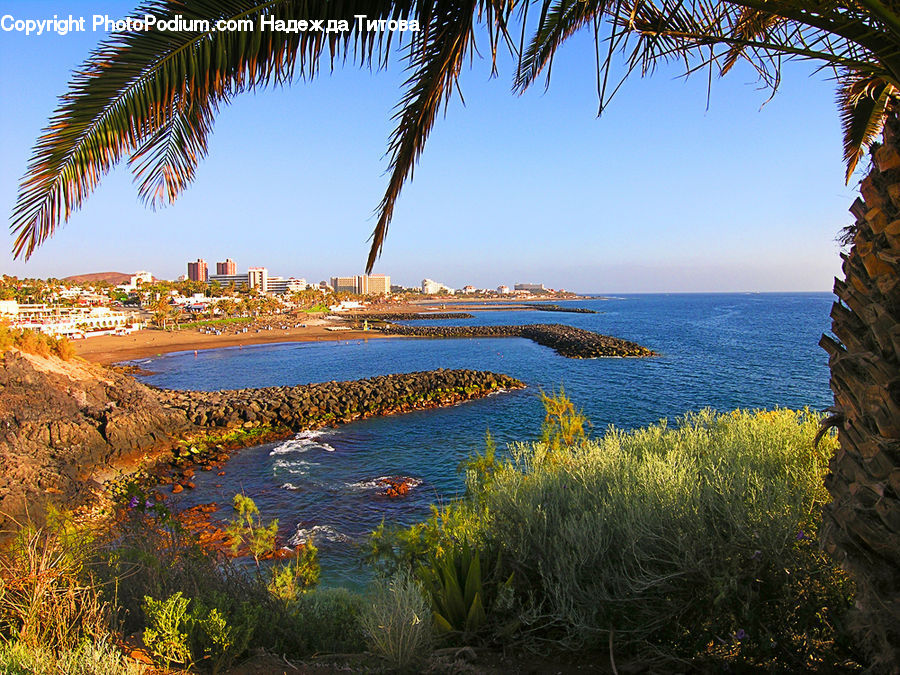Beach, Coast, Outdoors, Sea, Water, Palm Tree, Plant