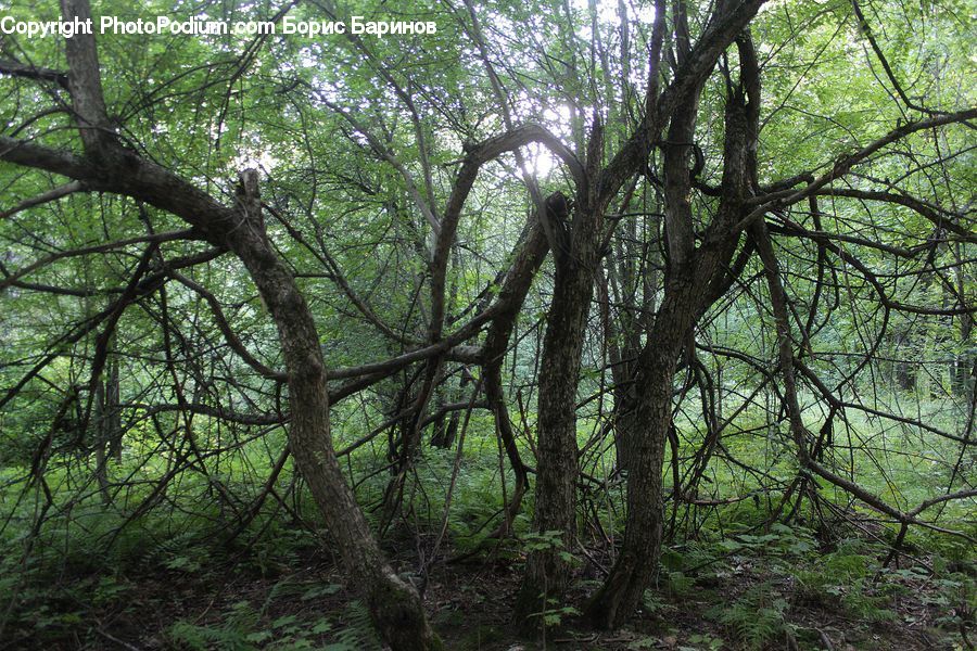 Forest, Vegetation, Grove, Land, Conifer, Fir, Plant
