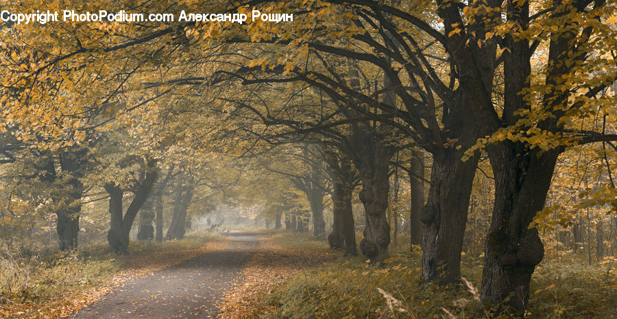 Dirt Road, Gravel, Road, Oak, Tree, Wood, Forest