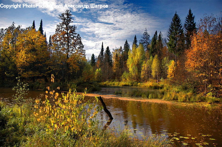 Conifer, Fir, Plant, Tree, Land, Marsh, Outdoors