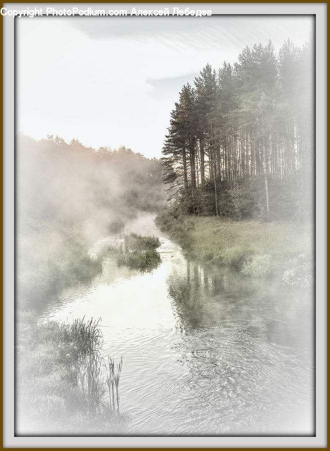 Flood, Fog, Brochure, Flyer, Paper, Poster, Plant
