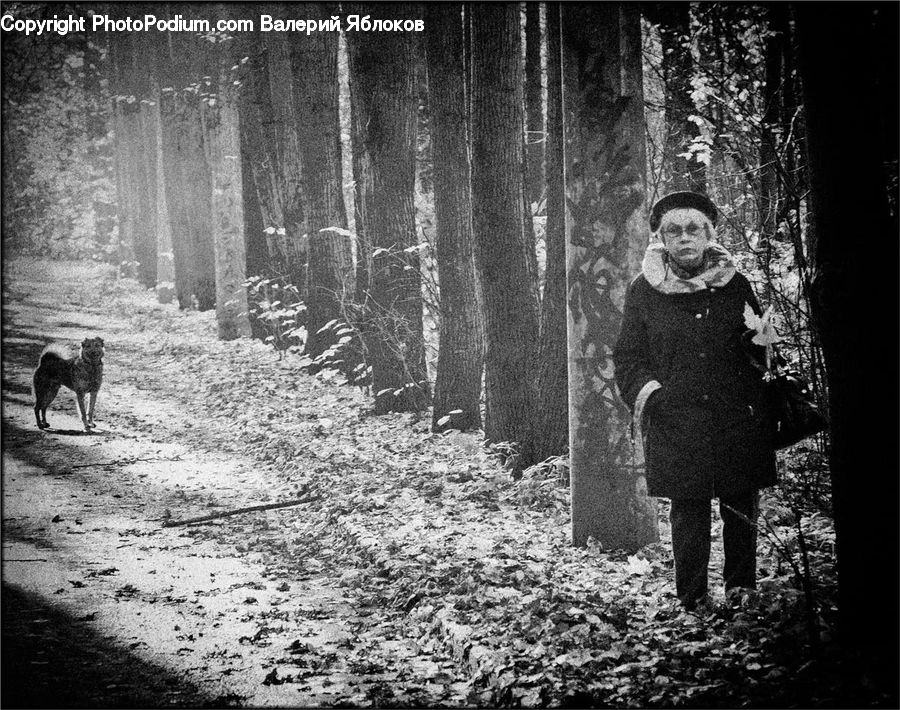 People, Person, Human, Forest, Vegetation, Fir, Redwood