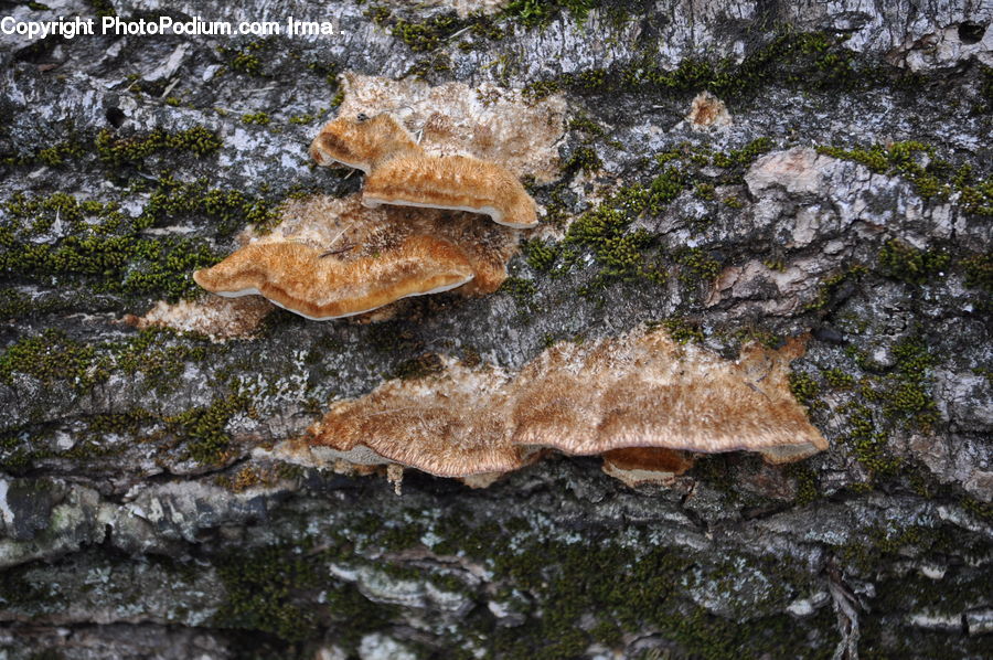 Agaric, Amanita, Fungus, Mushroom, Plant, Rubble