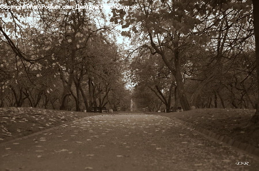 Dirt Road, Gravel, Road, Path, Trail, Forest, Grove