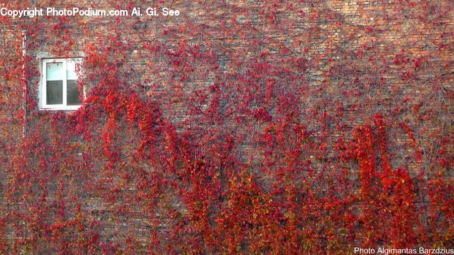 Rust, Ivy, Plant, Vine, Bush, Vegetation, Brick