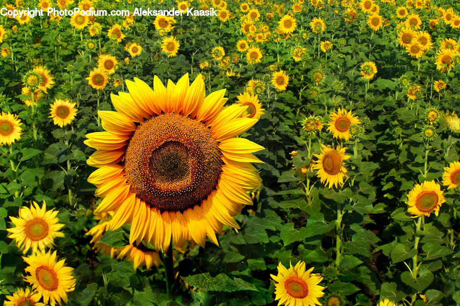 Blossom, Flora, Flower, Plant, Sunflower, Asteraceae, Daisies