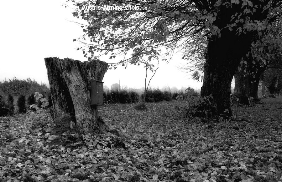 Oak, Tree, Wood, Plant, Forest, Grove, Land