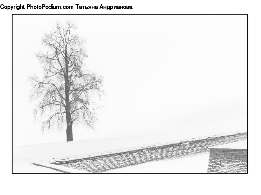 Diagram, Plan, Plant, Tree, Oak, Wood, Drawing