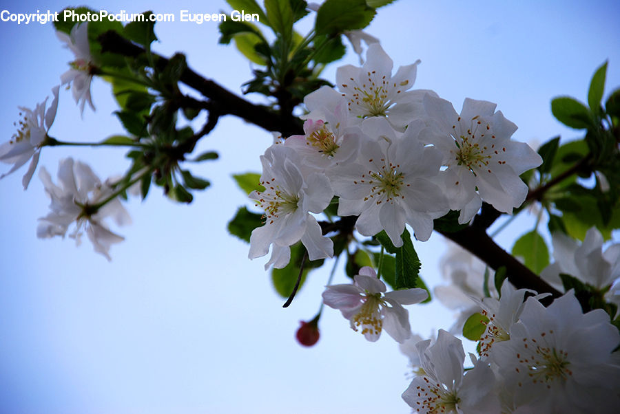 Blossom, Flora, Flower, Plant, Cherry Blossom, Lily, Lilac