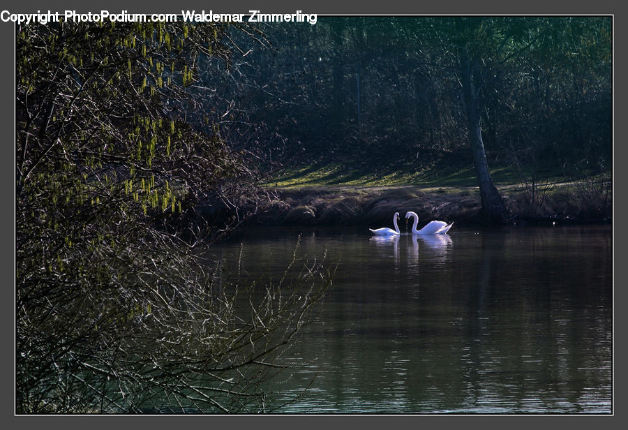 Bird, Goose, Waterfowl