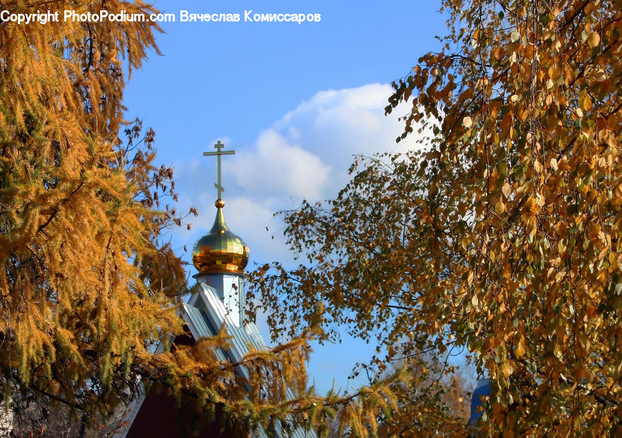 Architecture, Shrine, Temple, Worship, Conifer, Fir, Plant