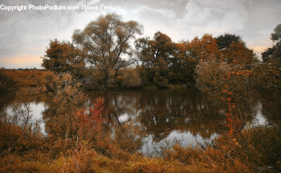 Land, Marsh, Pond, Swamp, Water, Field, Grass